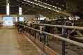 BRISTANY_800let_104